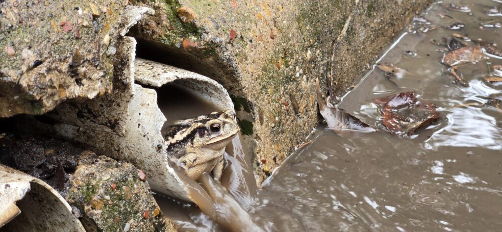 French Drain Frog